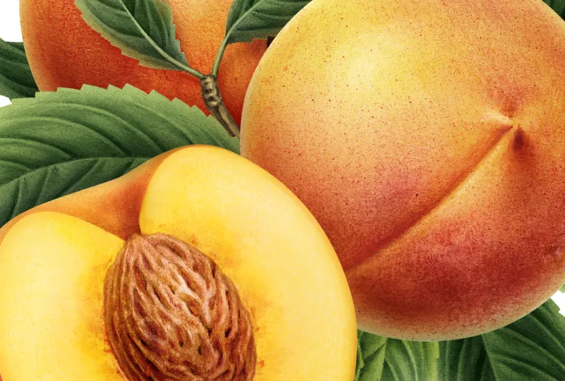 Elephant Bay Ice Tea Product Images