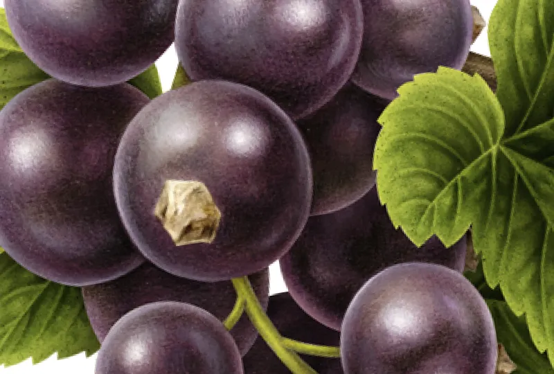 Elephant Bay Lemonade Product Images