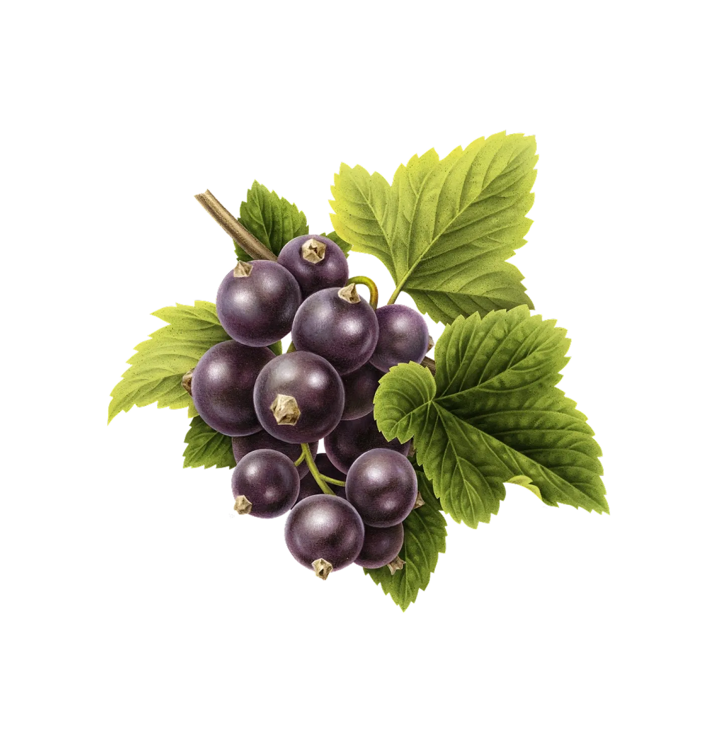 Cassis