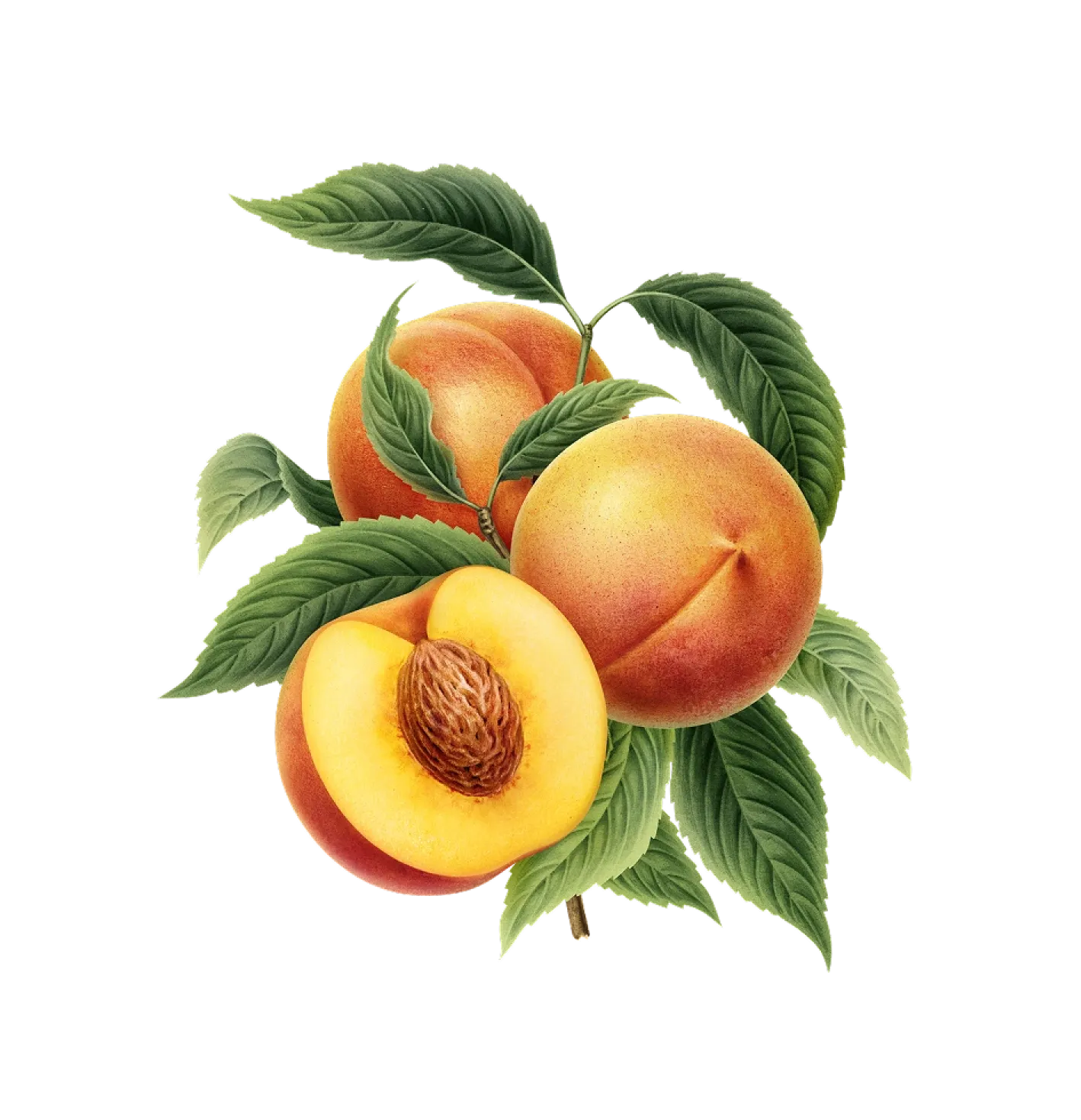 Peach
